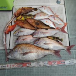 チャモロ 釣果