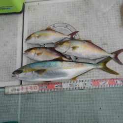 チャモロ 釣果