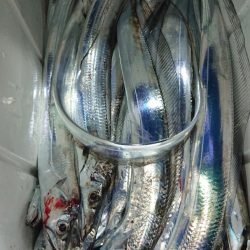 シースナイパー海龍 釣果