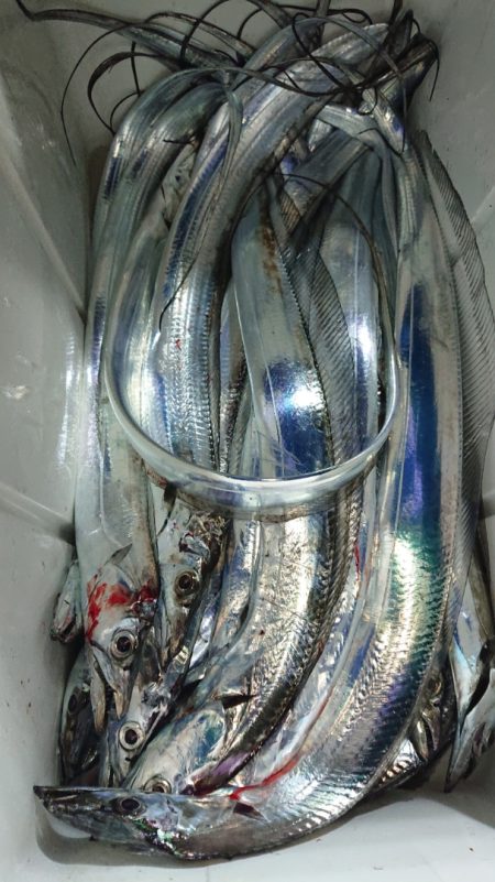 シースナイパー海龍 釣果