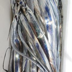 シースナイパー海龍 釣果