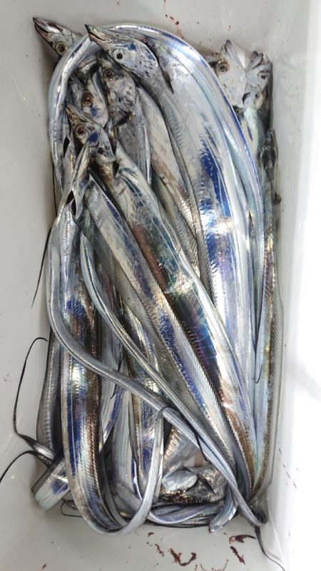 シースナイパー海龍 釣果