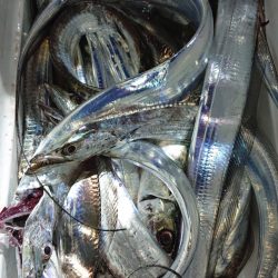 シースナイパー海龍 釣果