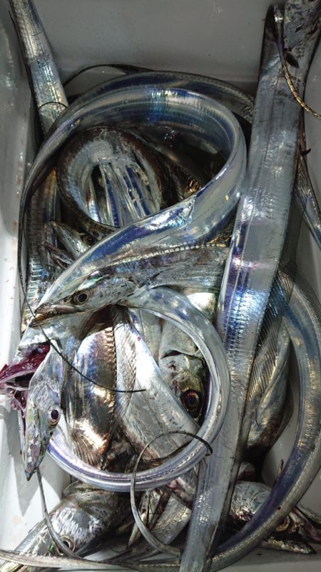 シースナイパー海龍 釣果