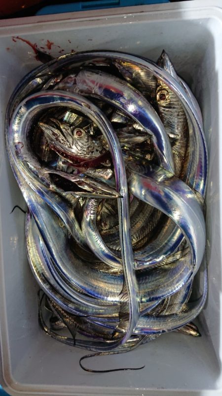 シースナイパー海龍 釣果