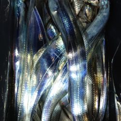 シースナイパー海龍 釣果