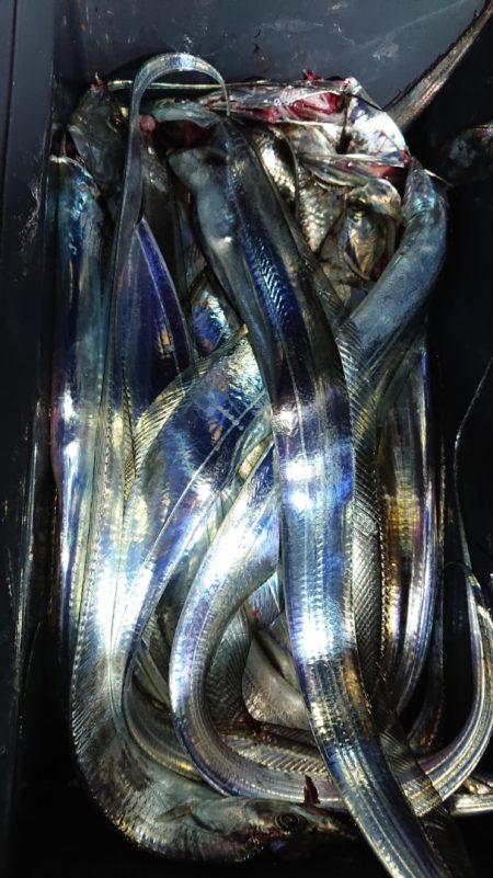 シースナイパー海龍 釣果