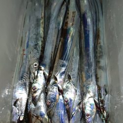 シースナイパー海龍 釣果