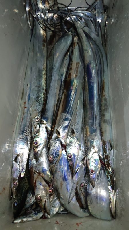 シースナイパー海龍 釣果