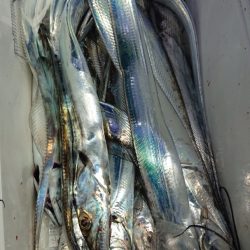 シースナイパー海龍 釣果