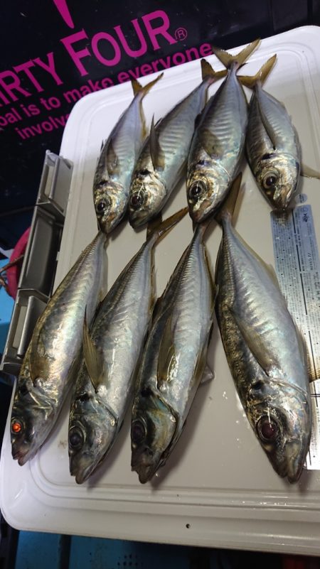 シースナイパー海龍 釣果