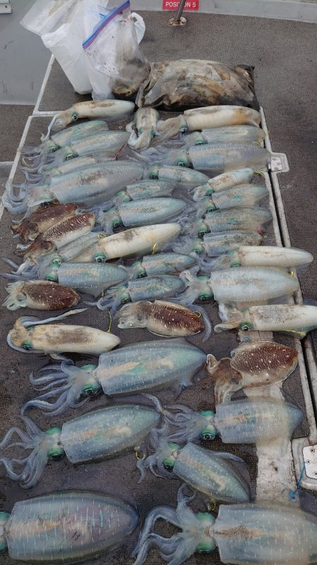 ブルースフィッシングサービス 釣果