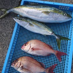 第三共栄丸 釣果