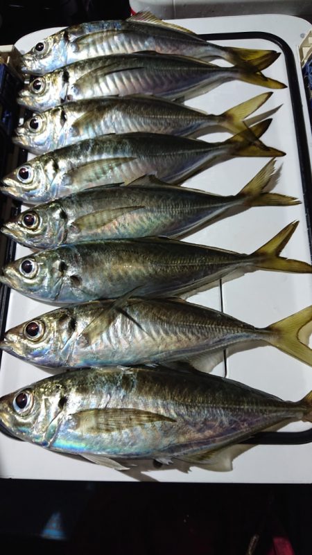 シースナイパー海龍 釣果