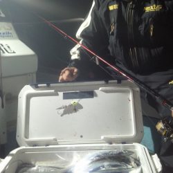 シースナイパー海龍 釣果