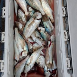 金沢八景鴨下丸 釣果