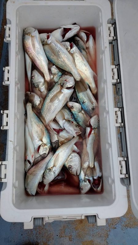 金沢八景鴨下丸 釣果