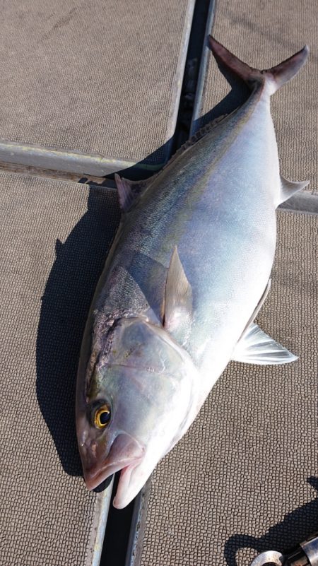 海皇丸 釣果