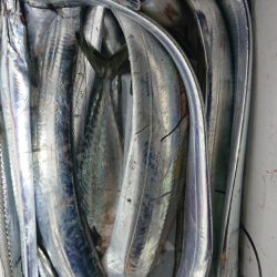 シースナイパー海龍 釣果