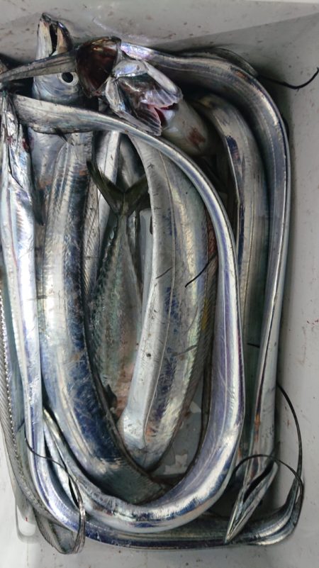 シースナイパー海龍 釣果