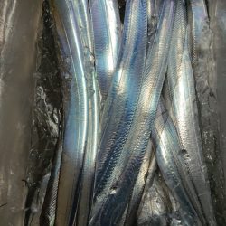 シースナイパー海龍 釣果