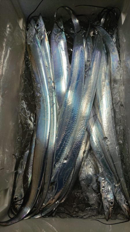 シースナイパー海龍 釣果