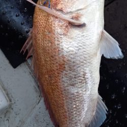 第二龍勢丸 釣果