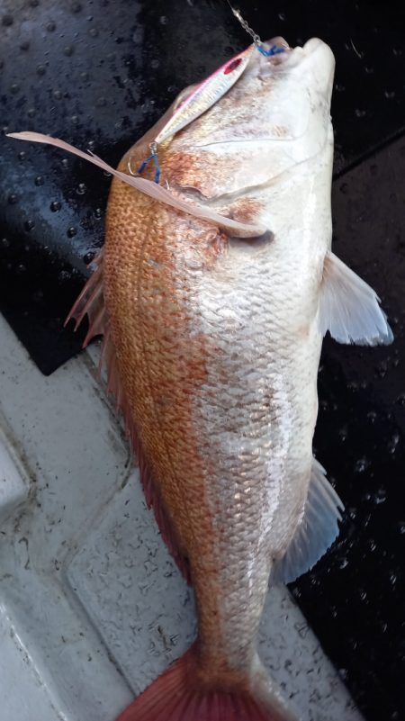 第二龍勢丸 釣果