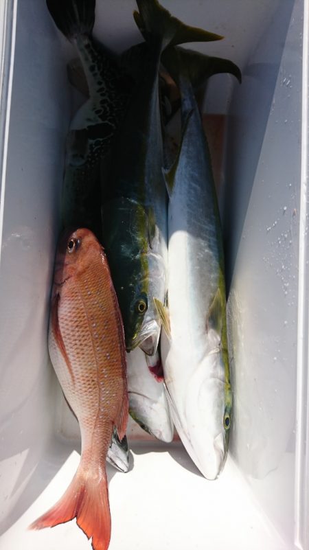 第三共栄丸 釣果