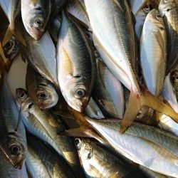 金沢八景鴨下丸 釣果