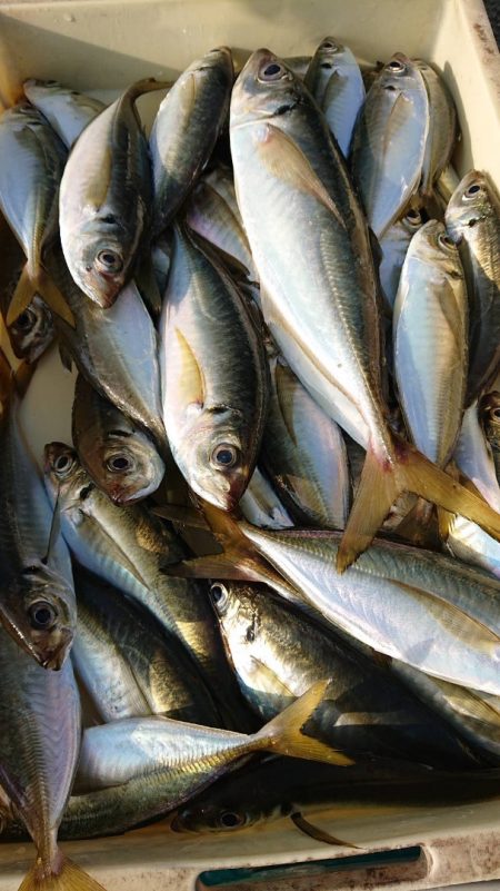 金沢八景鴨下丸 釣果