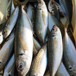 金沢八景鴨下丸 釣果