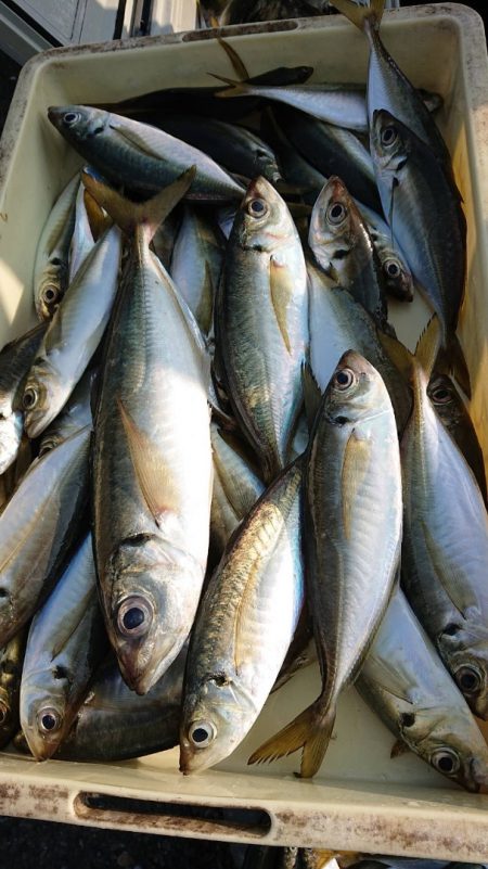 金沢八景鴨下丸 釣果