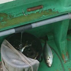 金沢八景鴨下丸 釣果