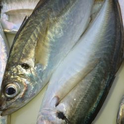 金沢八景鴨下丸 釣果