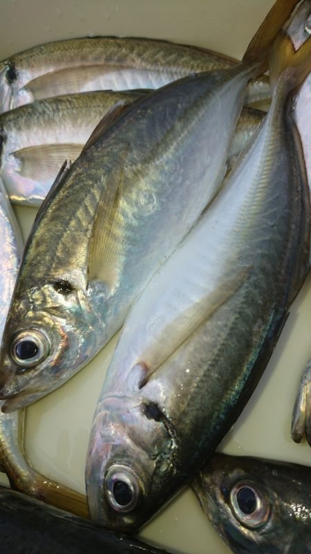 金沢八景鴨下丸 釣果