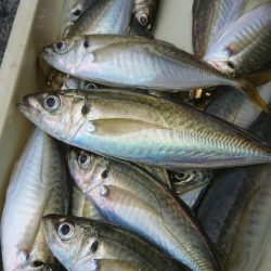 金沢八景鴨下丸 釣果