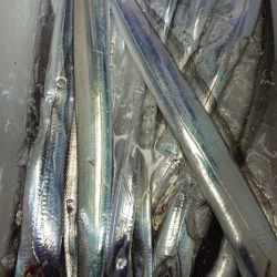 シースナイパー海龍 釣果