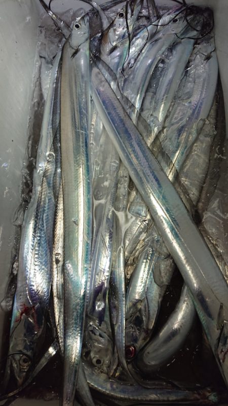 シースナイパー海龍 釣果