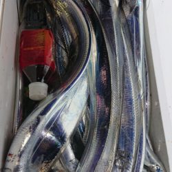 シースナイパー海龍 釣果