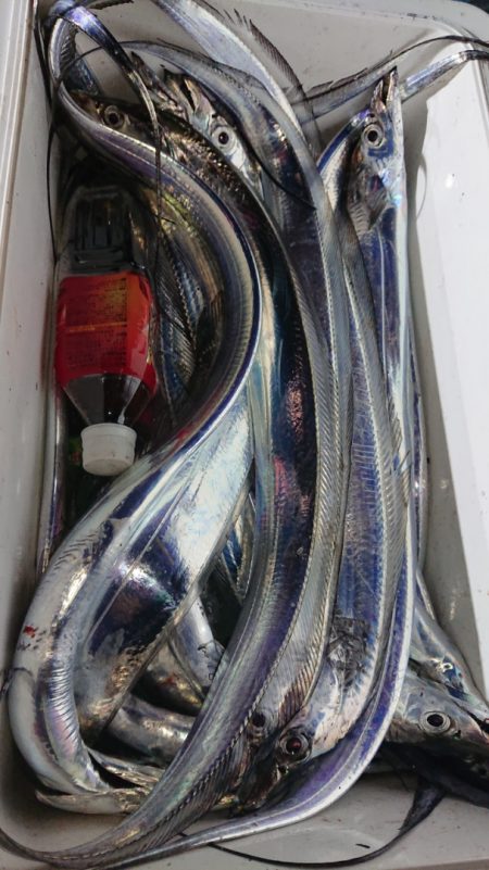 シースナイパー海龍 釣果