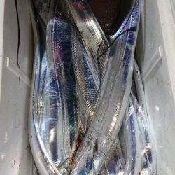 シースナイパー海龍 釣果