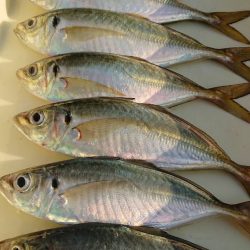 金沢八景鴨下丸 釣果