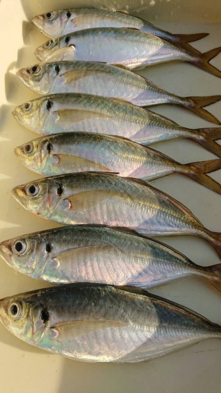 金沢八景鴨下丸 釣果