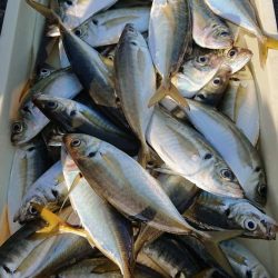 金沢八景鴨下丸 釣果