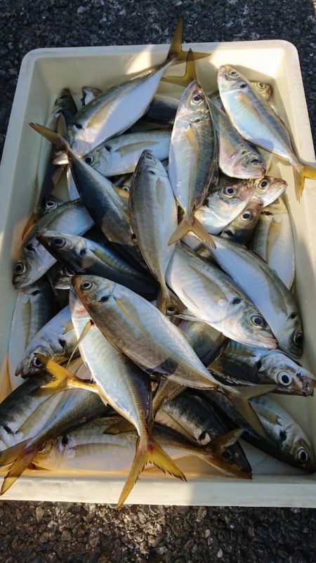 金沢八景鴨下丸 釣果