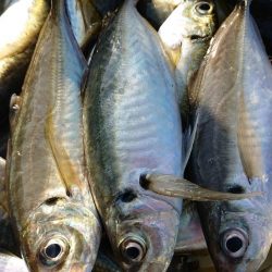 金沢八景鴨下丸 釣果