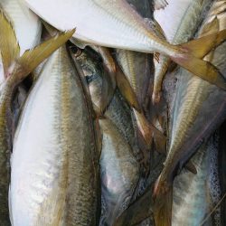 金沢八景鴨下丸 釣果