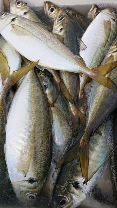 金沢八景鴨下丸 釣果