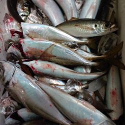 シースナイパー海龍 釣果